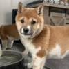 Foxie the Pup!